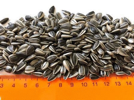 sunflower seeds suppliers bulgaria